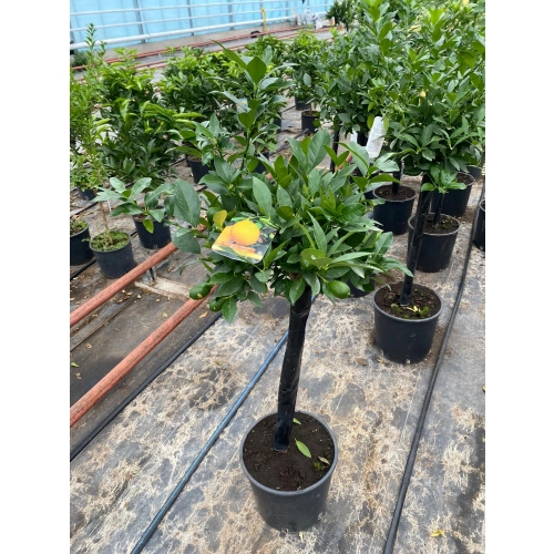 Limequat drzewko XL